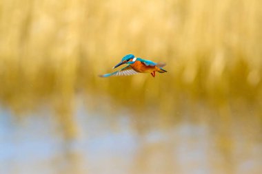 Uçan renkli kuş Kingfisher. Kingfisher havada geziniyor. Sarı doğa arka planı. Kuş: Ortak Kingfisher. Alcedo atthis.