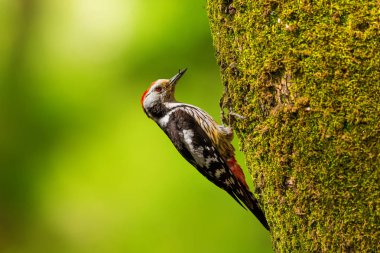 Ağaç üzerinde şirin ağaçkakan. Yeşil orman arka plan.