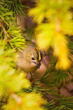 Sevimli küçük kuş Goldcrest ağaçta. Doğal arka plan. Kuş: Goldcrest. Regulus regulus. Ankara Kızılcahamam ormanı. Türkiye.  