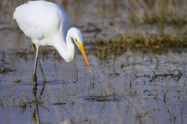 Heron'u avlıyorum. Doğa habitat arka plan. Büyük Egret. Ardea alba.
