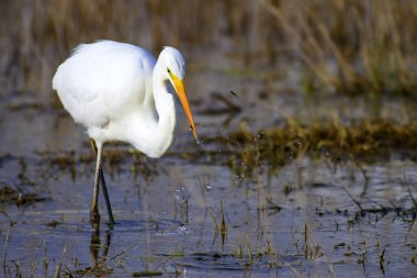 Heron'u avlıyorum. Doğa habitat arka plan. Büyük Egret. Ardea alba.