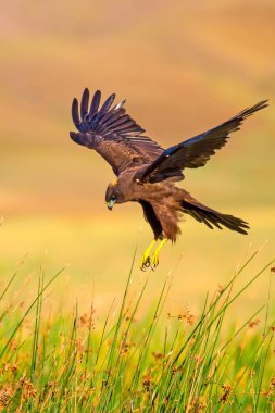 Uçan şahin. Batı Bataklık Harrier. Doğa arka planı.
