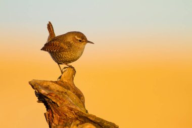 Sevimli küçük kuş. Sarı doğa arka planı. Kuş: Avrasya Çit Kuşu Troglodytes troglodytes.