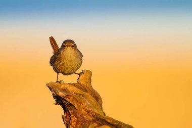 Sevimli küçük kuş. Sarı doğa arka planı. Kuş: Avrasya Çit Kuşu Troglodytes troglodytes.