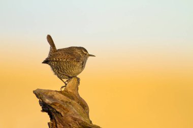 Sevimli küçük kuş. Sarı doğa arka planı. Kuş: Avrasya Çit Kuşu Troglodytes troglodytes.