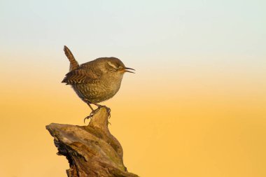 Sevimli küçük kuş. Sarı doğa arka planı. Kuş: Avrasya Çit Kuşu Troglodytes troglodytes.