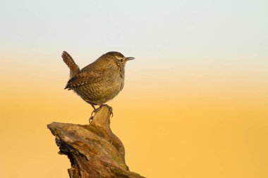 Sevimli küçük kuş. Sarı doğa arka planı. Kuş: Avrasya Çit Kuşu Troglodytes troglodytes.