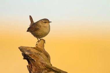 Sevimli küçük kuş. Sarı mavi doğa arka plan. Kuş: Avrasya Çit Kuşu Troglodytes troglodytes.