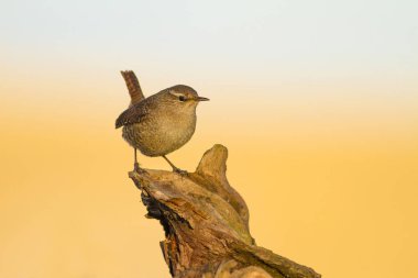 Sevimli küçük kuş. Sarı mavi doğa arka plan. Kuş: Avrasya Çit Kuşu Troglodytes troglodytes.