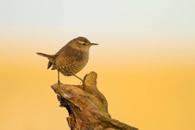 Sevimli küçük kuş. Sarı mavi doğa arka plan. Kuş: Avrasya Çit Kuşu Troglodytes troglodytes.