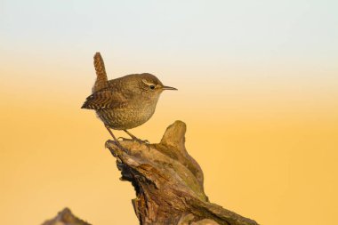 Sevimli küçük kuş. Sarı mavi doğa arka plan. Kuş: Avrasya Çit Kuşu Troglodytes troglodytes.