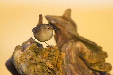 Sevimli küçük kuş. Sarı mavi doğa arka plan. Kuş: Avrasya Çit Kuşu Troglodytes troglodytes.