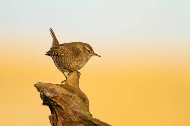 Sevimli küçük kuş. Sarı mavi doğa arka plan. Kuş: Avrasya Çit Kuşu Troglodytes troglodytes.