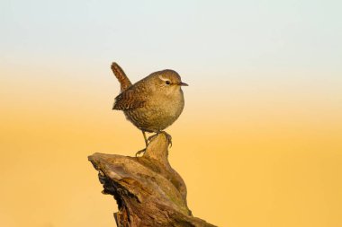 Sevimli küçük kuş. Sarı mavi doğa arka plan. Kuş: Avrasya Çit Kuşu Troglodytes troglodytes.
