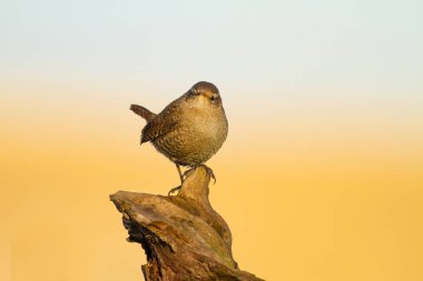 Sevimli küçük kuş. Sarı mavi doğa arka plan. Kuş: Avrasya Çit Kuşu Troglodytes troglodytes.