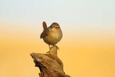 Sevimli küçük kuş. Sarı mavi doğa arka plan. Kuş: Avrasya Çit Kuşu Troglodytes troglodytes.