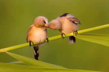 Sevimli kuşlar. Siyah doğa arka plan. Sakallı Sazlık. Panurus biarmicus.