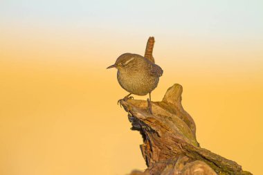 Sevimli küçük kuş. Sarı mavi doğa arka plan. Kuş: Avrasya Çit Kuşu Troglodytes troglodytes.