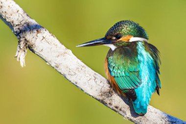 Sevimli küçük kuş Kingfisher. Renkli doğa arka plan. Kuş: Ortak Kingfisher. Alcedo atthis.