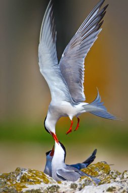 Sevimli kuş tern. Kuş yuvası. Kuş matingcommon Tern Sterna hirundo.