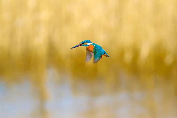 カラフルな鳥キングフィッシャーを飛ぶ キングフィッシャーホバリング 黄色の自然の背景 一般的なキングフィッシャー アルセド アット — ストック写真