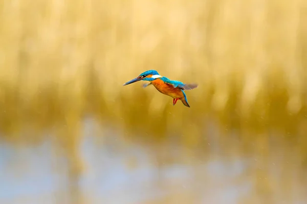 Flygande Färgglada Fågel Kungsfiskare Kingfisher Svävar Gul Natur Bakgrund Fågel — Stockfoto