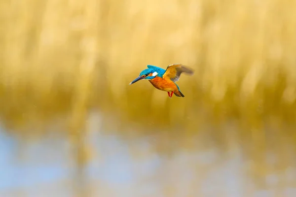 Flying colorful bird Kingfisher. Kingfisher hovering. Yellow nature background. Bird: Common Kingfisher. Alcedo atthis.