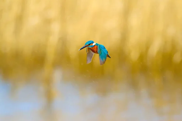 Vliegende Kleurrijke Vogel Kingfisher Ijsvogel Zweeft Gele Natuur Achtergrond Vogel — Stockfoto