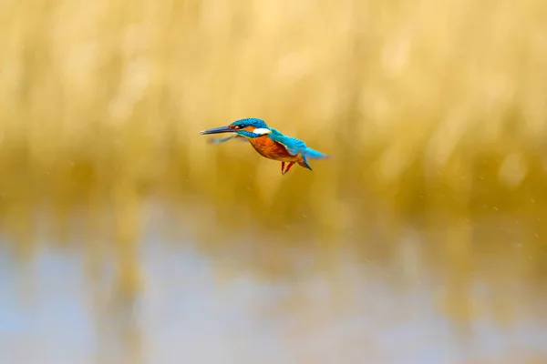 Літаючий Барвистий Птах Kingfisher Кінгфішер Панує Жовтий Фон Природи Птах — стокове фото