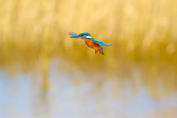 Voando Pássaro Colorido Kingfisher Kingfisher Pairar Fundo Natureza Amarela Bird — Fotografia de Stock