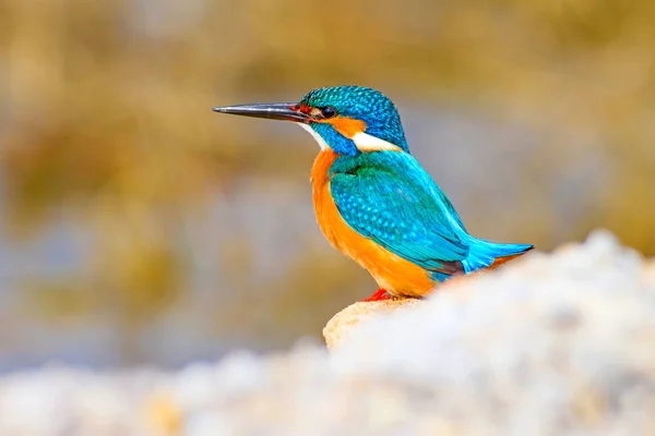 Cute Little Bird Kingfisher Colorful Nature Background Bird Common Kingfisher — Stock Photo, Image