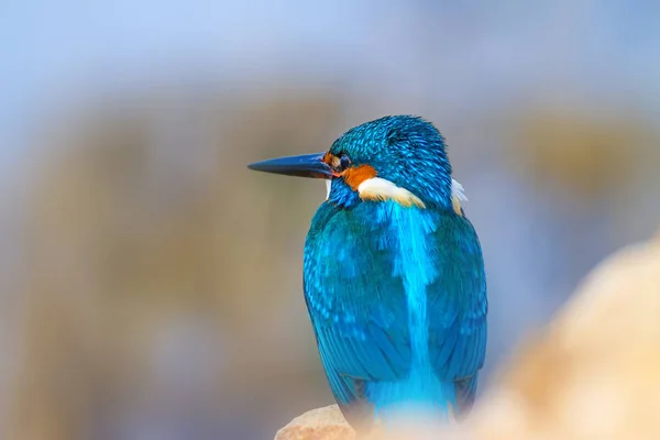 Uccellino Carino Kingfisher Sfondo Colorato Natura Uccello Pescivendolo Comune Alcedo — Foto Stock