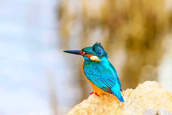 Cute little bird Kingfisher. Colorful nature background. Bird: Common Kingfisher. Alcedo atthis.
