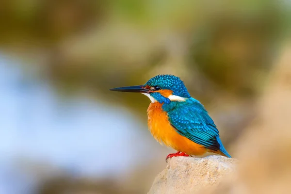 Söt Liten Fågel Kungsfiskare Färgstark Natur Bakgrund Fågel Gemensam Kungsfiskare — Stockfoto