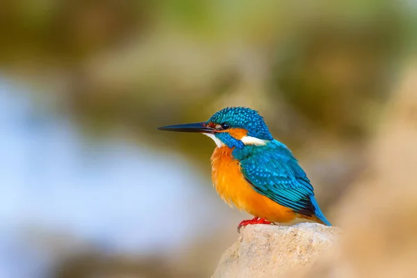 Roztomilý Ptáček Kingfisher Barevný Přírodní Pozadí Ptačí Pták Běžný Kingfisher — Stock fotografie