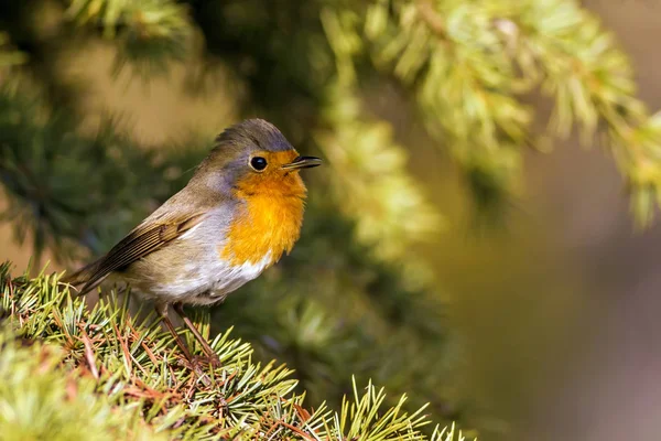 枝にかわいい鳥ロビン フォレストの背景 ヨーロッパのロビンエリサカス ルベキュラ — ストック写真