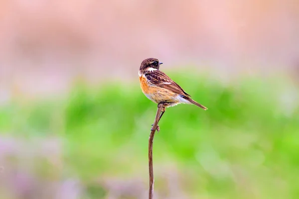 Cute Little Ptak Stonechat Tło Siedliska Przyrodniczego Ptak European Stonechat — Zdjęcie stockowe