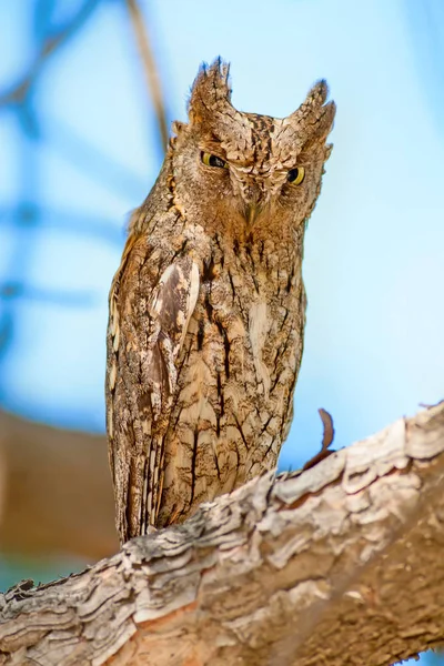 Amazing Bird Owl Eurasian Scops Owl Nature Habitat Background — Stock Photo, Image