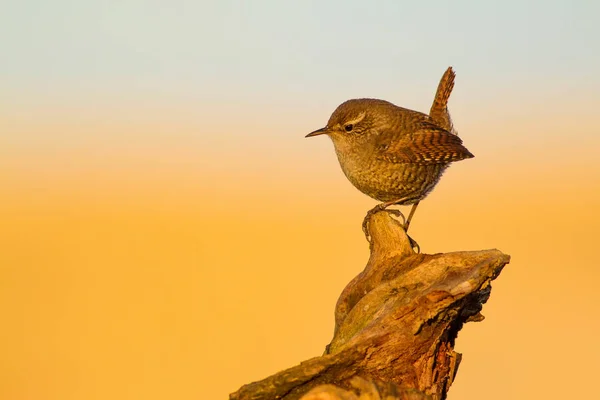 Aranyos Kis Madár Sárga Jellegű Háttér Madár Eurázsiai Wren Troglodytes — Stock Fotó