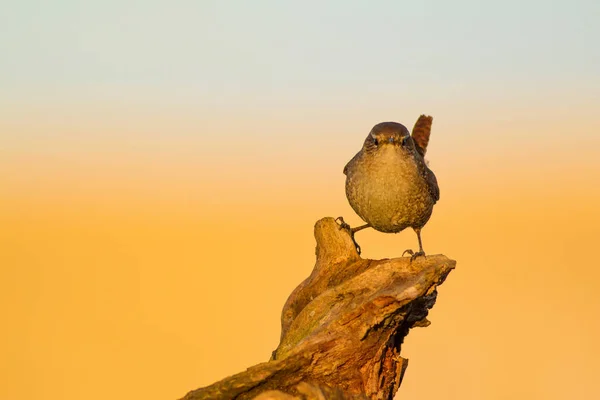 Niedlicher Kleiner Vogel Gelber Natur Hintergrund Vogel Zaunkönig Troglodytes Troglodytes — Stockfoto