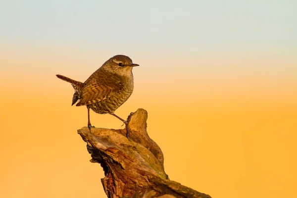 Aranyos Kis Madár Sárga Jellegű Háttér Madár Eurázsiai Wren Troglodytes — Stock Fotó