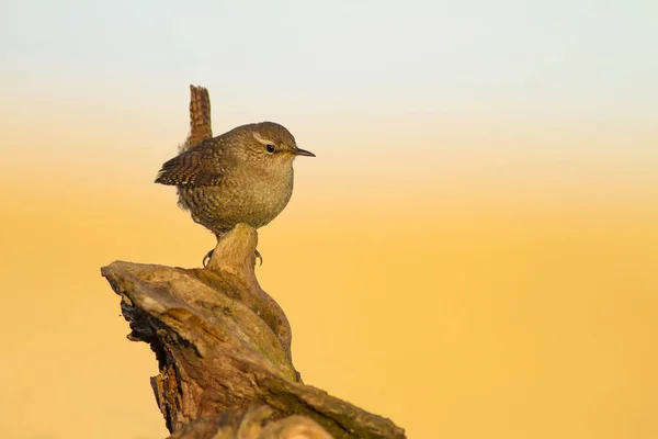 Симпатичная Птичка Желто Голубой Фон Природы Птица Eurasian Wren Troglodytes — стоковое фото