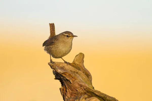 Schattige Kleine Vogel Gele Blauwe Natuur Achtergrond Vogel Euraziatische Wowren — Stockfoto