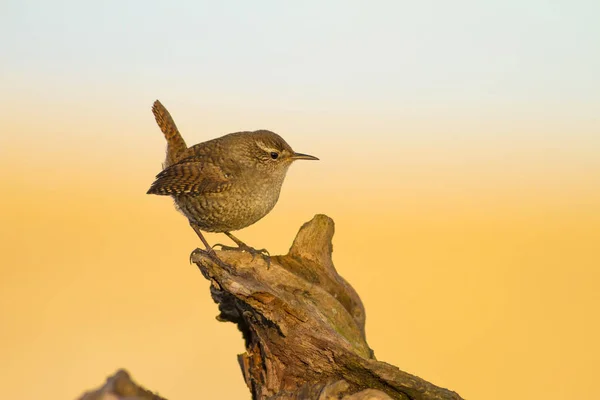 Aranyos Kis Madár Sárga Kék Természetű Háttér Madár Eurázsiai Wren — Stock Fotó