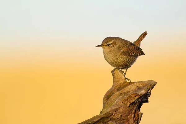 Симпатичная Птичка Желто Голубой Фон Природы Птица Eurasian Wren Troglodytes — стоковое фото