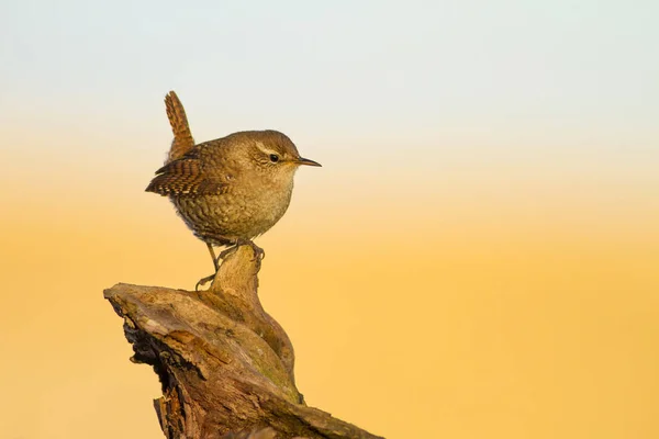 かわいい鳥黄色の青い自然の背景 ユーラシアレントログロダイテストログロダイテス — ストック写真