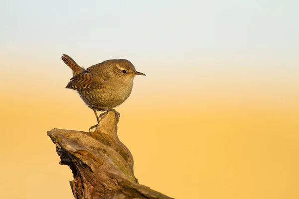 Niedlicher Kleiner Vogel Gelb Blauer Naturhintergrund Vogel Zaunkönig Troglodytes Troglodytes — Stockfoto