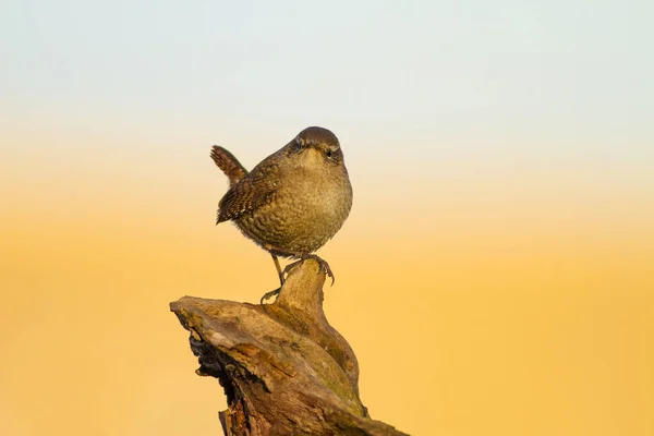 Roztomilá Ptáčku Žlutá Modrá Příroda Pozadí Pták Eurasiat Wren Troglodytes — Stock fotografie