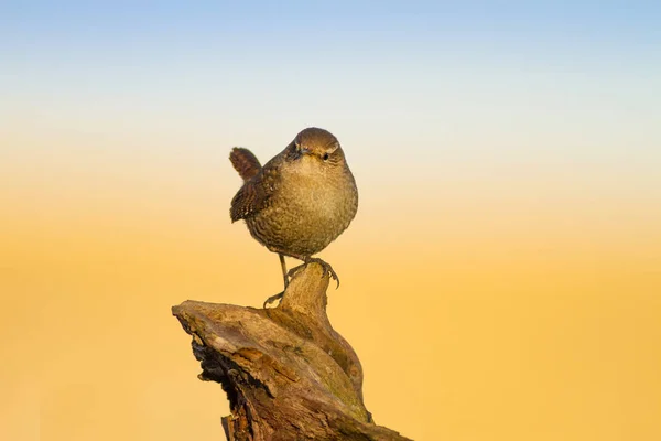 Lindo Pajarito Fondo Amarillo Naturaleza Azul Aves Trogloditas Sirena Euroasiática —  Fotos de Stock