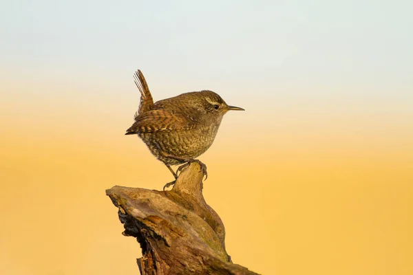 かわいい鳥黄色の青い自然の背景 ユーラシアレントログロダイテストログロダイテス — ストック写真